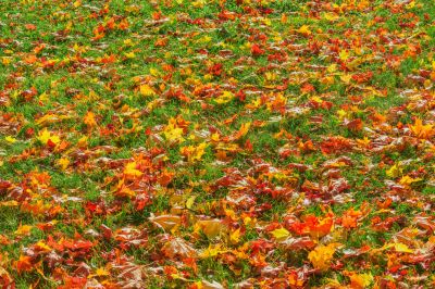 Healthy Lawn in Autumn