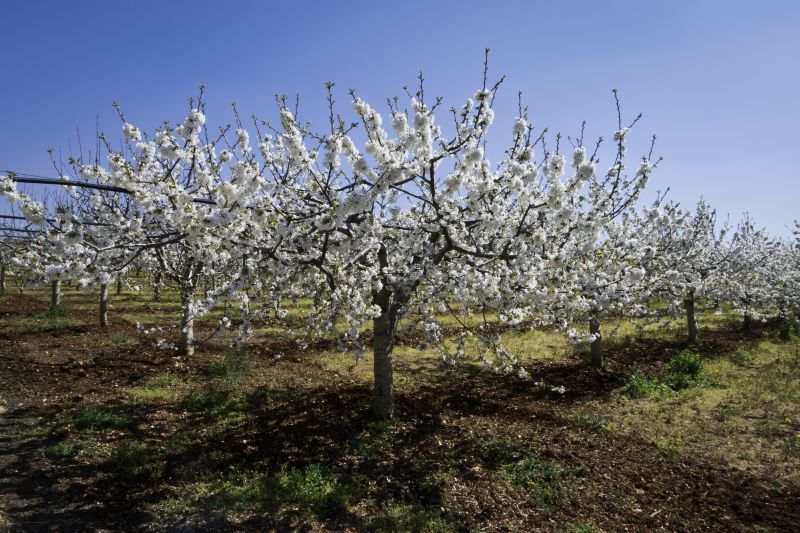 Fruit Tree Planting in Ventura County, CA