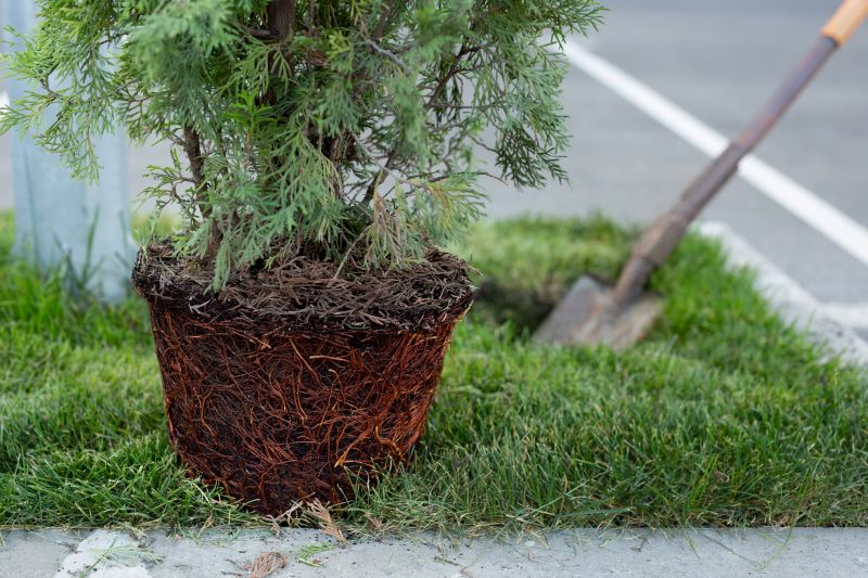 Tree Landscaping in Honolulu, HI