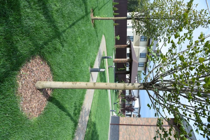 Tree Planting Service in Ventura County, CA